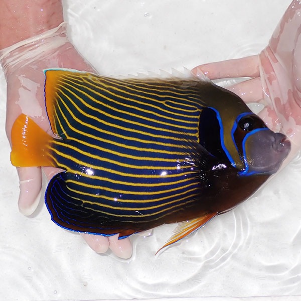 【現物4】タテジマキンチャクダイ 25cm±!海水魚 ヤッコ  15時までのご注文で当日発送(t111(t207