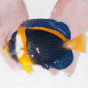 【現物4】右目気泡あり 顔スレ有り スクリブルドエンゼル オス個体 22cm±! 海水魚 ヤッコ 15時までのご注文で当日発送(t111(t207