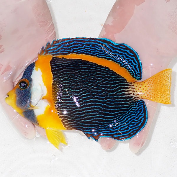 【現物4】右目気泡あり 顔スレ有り スクリブルドエンゼル オス個体 22cm±! 海水魚 ヤッコ 15時までのご注文で当日発送(t111(t207