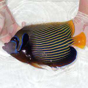 【現物4】タテジマキンチャクダイ 25cm±!海水魚 ヤッコ  15時までのご注文で当日発送(t111(t207