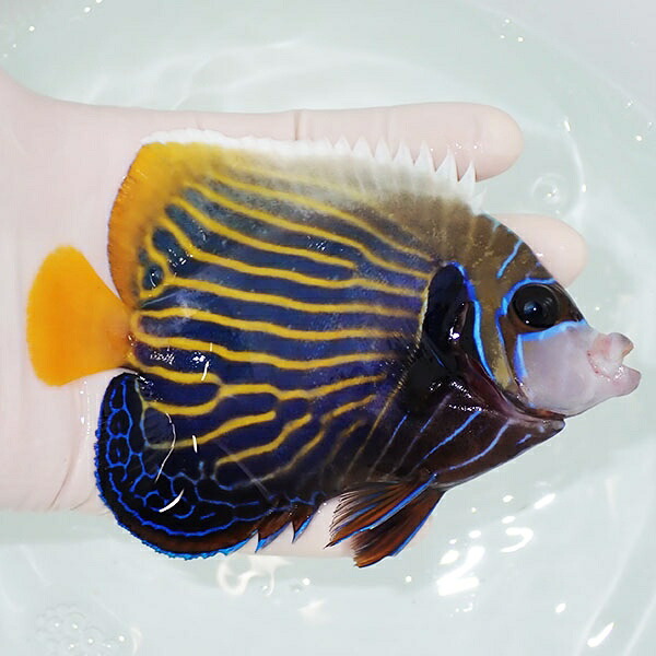 【現物5】タテジマキンチャクダイ 12.5cm±!海水魚 ヤッコ 15時までのご注文で当日発送(t111(t207