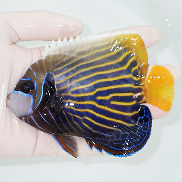 【現物5】タテジマキンチャクダイ 12.5cm±!海水魚 ヤッコ 15時までのご注文で当日発送(t111(t207