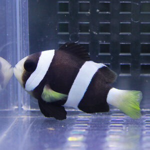 クロクマノミ  小さめ!海水魚 クマノミ 15時までのご注文で当日発送(t115