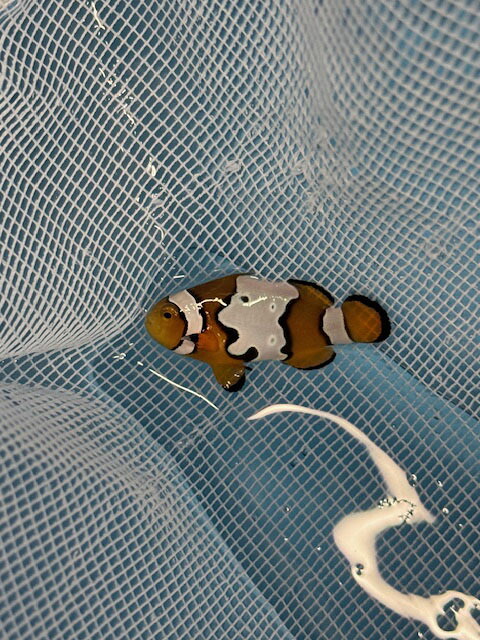 【現物1】ブラックアイスオセラリス 3cm±! 海水魚 クマノミ 餌付け 15時までのご注文で当日発送(t115(t207