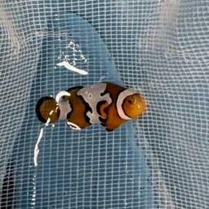 【現物1】ブラックアイスオセラリス 3cm±! 海水魚 クマノミ 餌付け 15時までのご注文で当日発送(t115(t207