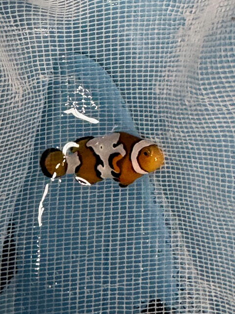 【現物1】ブラックアイスオセラリス 3cm±! 海水魚 クマノミ 餌付け 15時までのご注文で当日発送(t115(t207