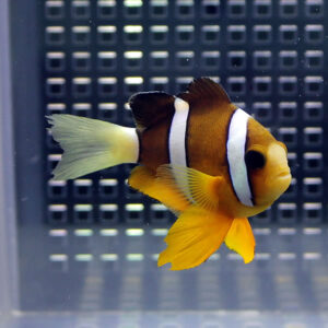 irm-000-140925-2058 - AQUAGIFT 用品ショップ Orange clownfish with white stripes swims in a clear home aquarium against a dark perforated background.