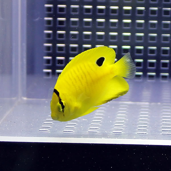 シテンヤッコ幼魚斑  4-6cm± !海水魚 ヤッコ  (t111