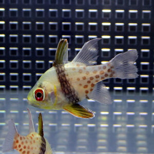 Small aquarium fish with pale body and brown spots swimming in a black grid-pattern tank.