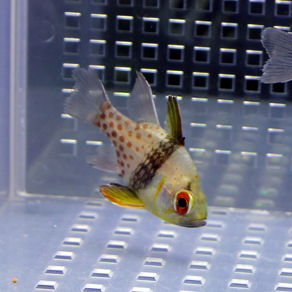 マンジュウイシモチ 3-4cm! 海水魚 テンジクダイ 15時までのご注文で当日発送(t116