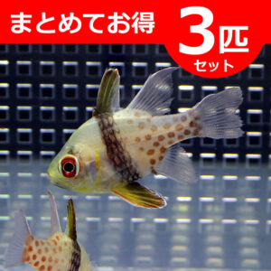 Small tropical fish with a yellow body and brown spots swimming in an aquarium; red banner announces a 3‑fish set sale.