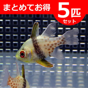 Red-banner ad showing a small spotted aquarium fish with text promising a 5-fish set discount