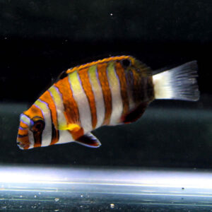 irm-000-140925-2128 - AQUAGIFT 用品ショップ Colorful striped tropical fish with orange and white vertical bands swimming in an aquarium.