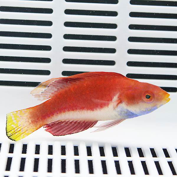 セイルフィンフェアリーラス♂ 6-8cm±! 15時までのご注文で当日発送 海水魚 ベラ(t122