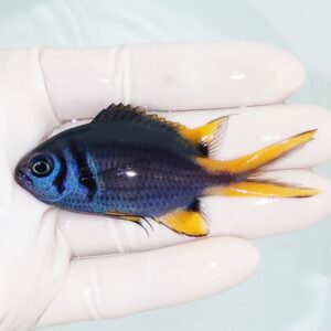 Small blue-and-yellow tropical fish held in a gloved hand.