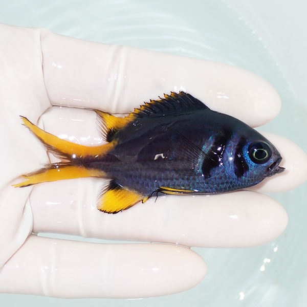 【現物1】カンザシスズメダイ 7.5cm±! 海水魚 スズメダイ15時までのご注文で当日発送(t117
