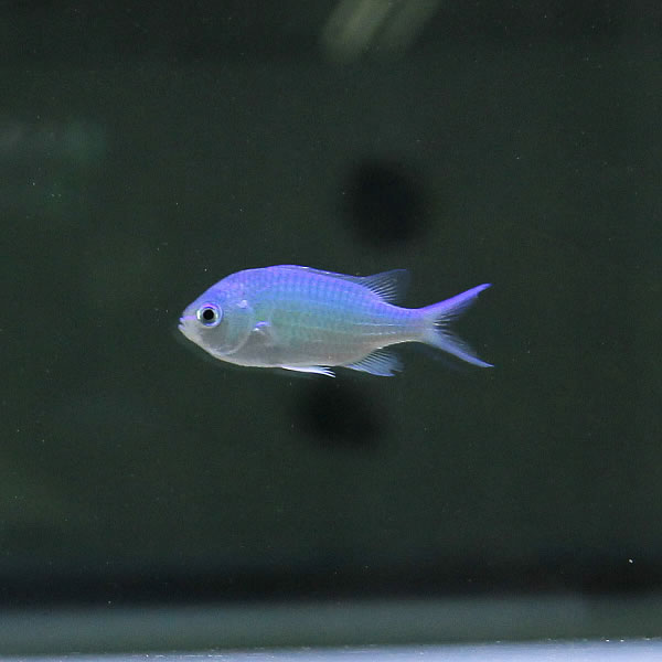 デバスズメダイ!   海水魚 スズメダイ 餌付け 15時までのご注文で当日発送(t117