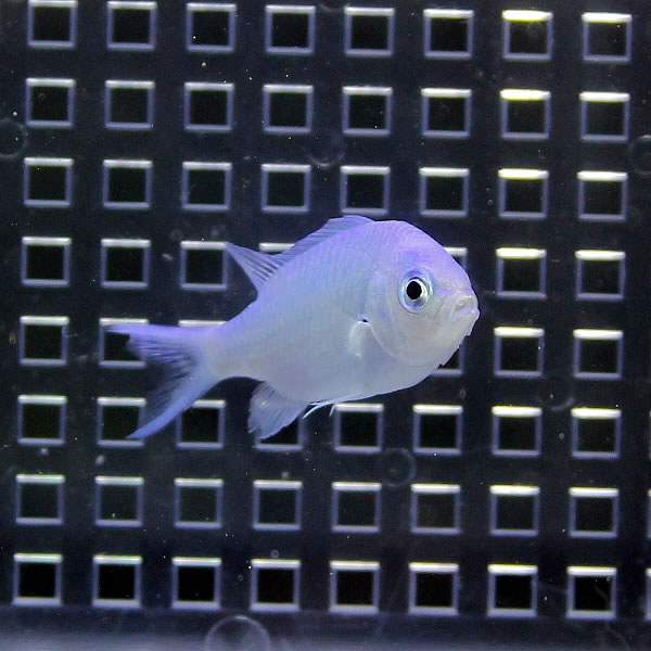 デバスズメダイ!   海水魚 スズメダイ 餌付け 15時までのご注文で当日発送(t117