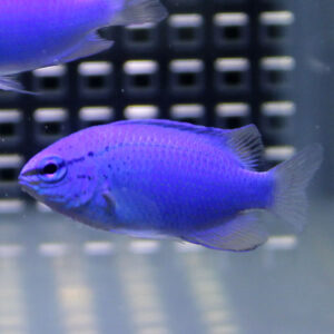 Purple-blue tropical fish swimming left to right in an aquarium, with a dark grid background behind.