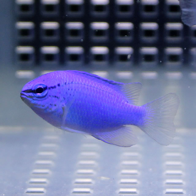 ルリスズメダイ 1匹 ! 海水魚 スズメダイ !15時までのご注文で当日発送(t117
