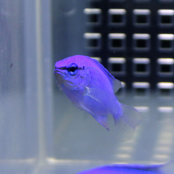 ルリスズメダイ 1匹 ! 海水魚 スズメダイ !15時までのご注文で当日発送(t117