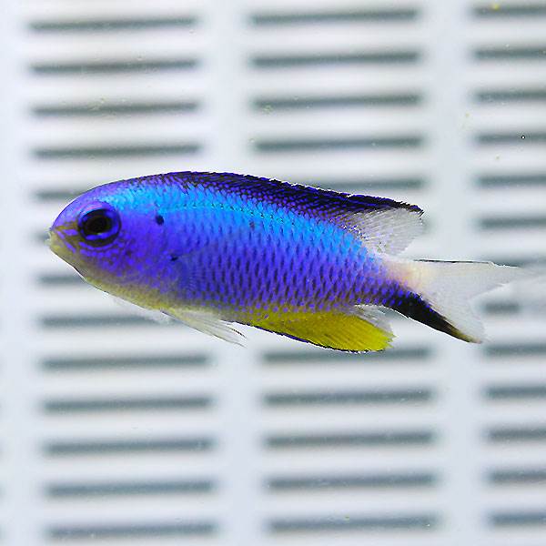 アレンズダムセル 1匹 4-6cm±! 海水魚 スズメダイ 餌付け!15時までのご注文で当日発送(t117