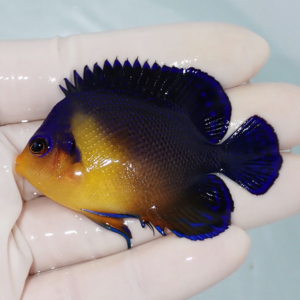 irm-000-140925-2202 - AQUAGIFT 用品ショップ Small tropical fish with an orange head and dark blue body held in a hand.