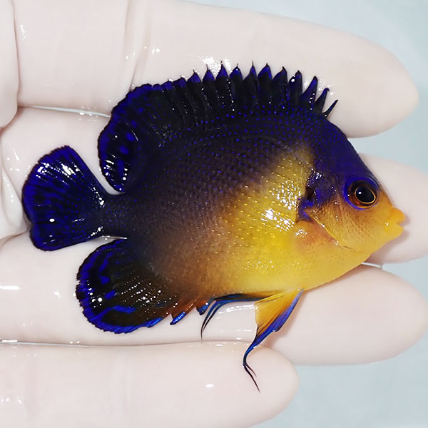 【現物7】スミレヤッコ 6.3cm±! 海水魚 ヤッコ 15時までのご注文で当日発送(t111