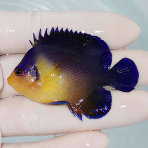 Small tropical fish with a yellow body and electric blue fins resting on a gloved hand in water-tinged background.