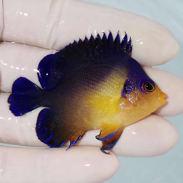 【現物9】スミレヤッコ 6cm±! 海水魚 ヤッコ 15時までのご注文で当日発送(t111