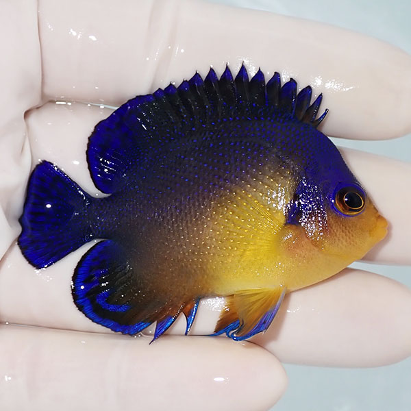 【現物8】スミレヤッコ 6.5cm±! 海水魚 ヤッコ 15時までのご注文で当日発送(t111
