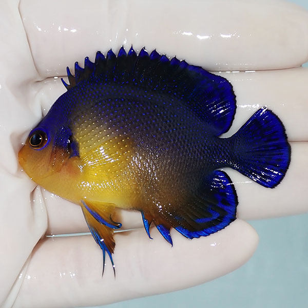 【現物8】スミレヤッコ 6.5cm±! 海水魚 ヤッコ 15時までのご注文で当日発送(t111