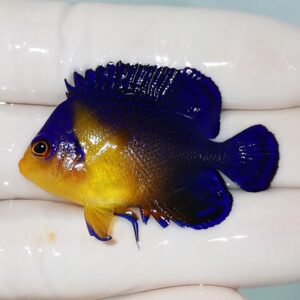 irm-000-140925-2207 - AQUAGIFT 用品ショップ Small tropical fish with cobalt blue dorsal and tail fins and a bright yellow belly, held on a gloved hand.