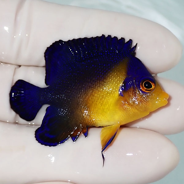 【現物17】スミレヤッコ 4.5cm±! 海水魚 ヤッコ 15時までのご注文で当日発送(t111