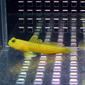Yellow fish with white spots swimming in a glass aquarium against a metal grid background.
