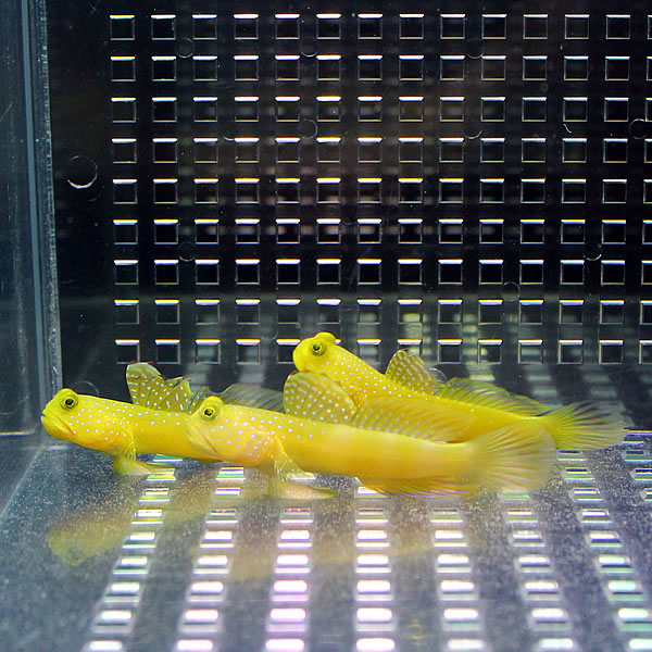ギンガハゼ イエロー 3-5cm± ３匹セット 海水魚 ハゼ! 餌付け 15時までのご注文で当日発送(t121
