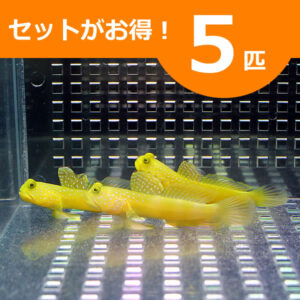 irm-000-1411819372 - AQUAGIFT 用品ショップ Five yellow spotted fish in a glass tank with an orange banner announcing a five-fish set promotion (5匹).
