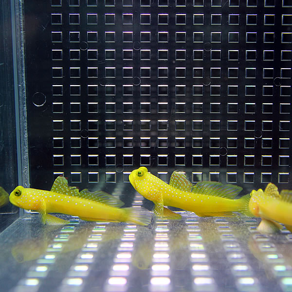 ギンガハゼ イエロー 3-5cm± ５匹セット !海水魚 ハゼ 餌付け 15時までのご注文で当日発送(t121