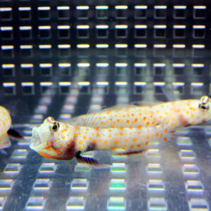 Small spotted goby fish in a glass aquarium with a perforated metallic grid background, facing left.
