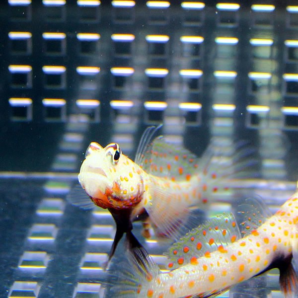 ヤマブキハゼ 4-6cm± !海水魚 ハゼ 餌付け 15時までのご注文で当日発送(t121