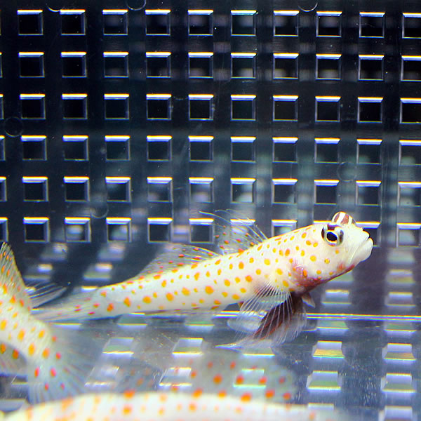 ヤマブキハゼ 4-6cm± !海水魚 ハゼ 餌付け 15時までのご注文で当日発送(t121