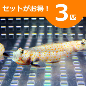 irm-000-1411820193 - AQUAGIFT 用品ショップ Promotional image advertising a set of three fish; orange banner at top says '3匹' (3 fish).