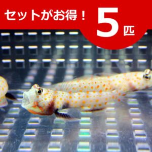 Advertisement banner for a 5-fish set, showing two orange-spotted fish swimming in a metal aquarium background