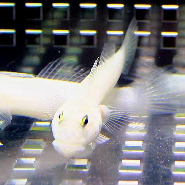ミズタマハゼ!  海水魚 ハゼ 餌付け 15時までのご注文で当日発送(t121