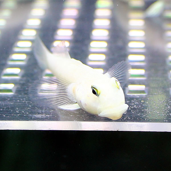 ミズタマハゼ ３匹セット !海水魚 ハゼ 餌付け 15時までのご注文で当日発送(t121