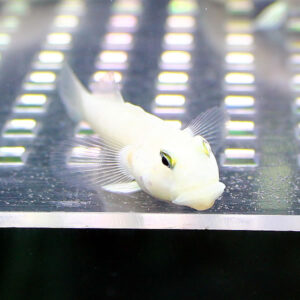 White fish resting on the glass edge of an aquarium, with bright checkered reflections in the background.