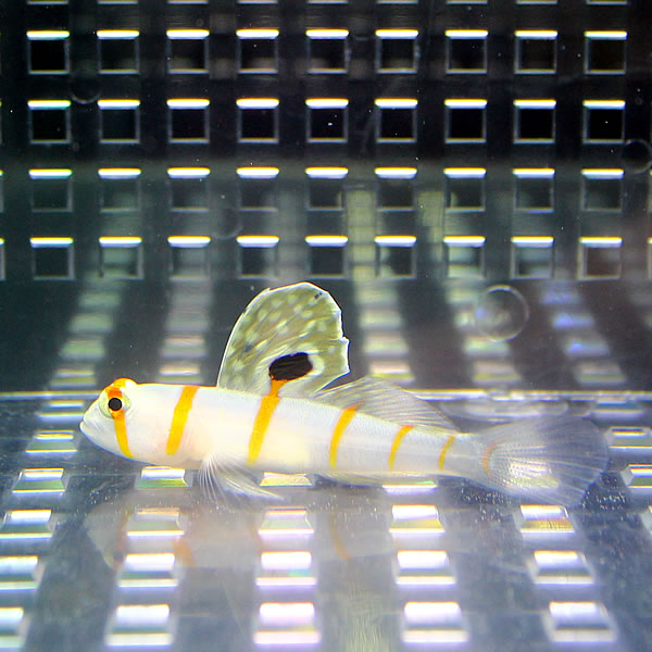 ニチリンダテハゼ 6-8cm± !海水魚 ハゼ 15時までのご注文で当日発送(t121