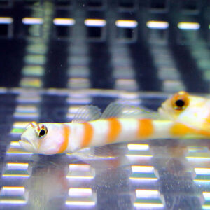 Small orange-and-white striped fish swimming in an aquarium with a metallic grid background for context in the tank environment.