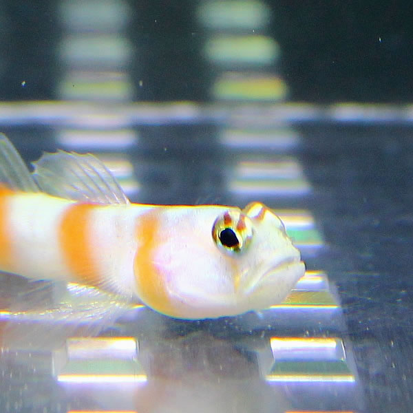 ヤノダテハゼ !海水魚 ハゼ 餌付け 15時までのご注文で当日発送(t121