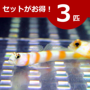 Two striped fish swim in a tank beneath a red banner reading '3匹' (3 fish) with Japanese text 'セットがお得！' indicating a 3-fish set deal.